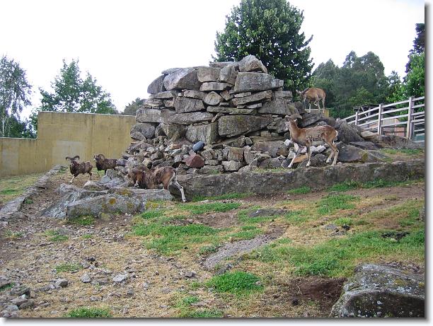 Diapositiva siguiente